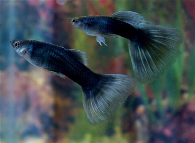 Dos lebistes Full Blue de Tejedor, última fotografía del artículo original