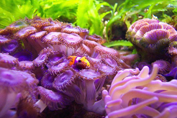 Anphiprion ocellaris Reef de Carlos Vasconcellos