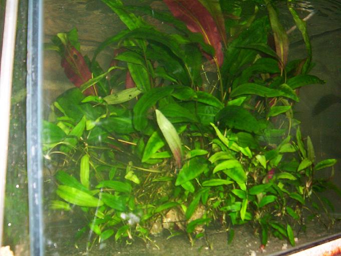 Acuario plantado fotografiado por María Mastroianni, del archivo de la comunidad