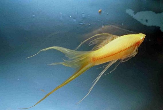 Espada albino amarillo con extensiones múltiples